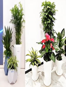 镇海花木租赁服务好